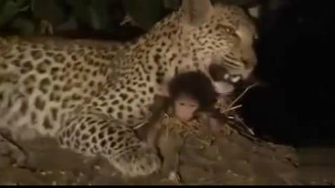 豹子猎杀母猴之后,发现了一只初生小猴,这反应。。。